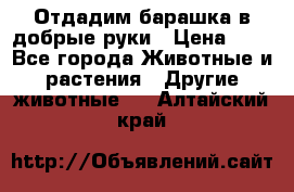 Отдадим барашка в добрые руки › Цена ­ 1 - Все города Животные и растения » Другие животные   . Алтайский край